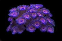 picture of Pink Sand Polyps Med                                                                                 Zoanthus sp.